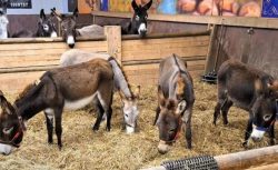 Almanya’nın ‘Sığınma’ Çelişkisi: Filistinli Bebek Reddedildi, Gazze’den Gelen 8 Eşeğe Kapılar Açıldı