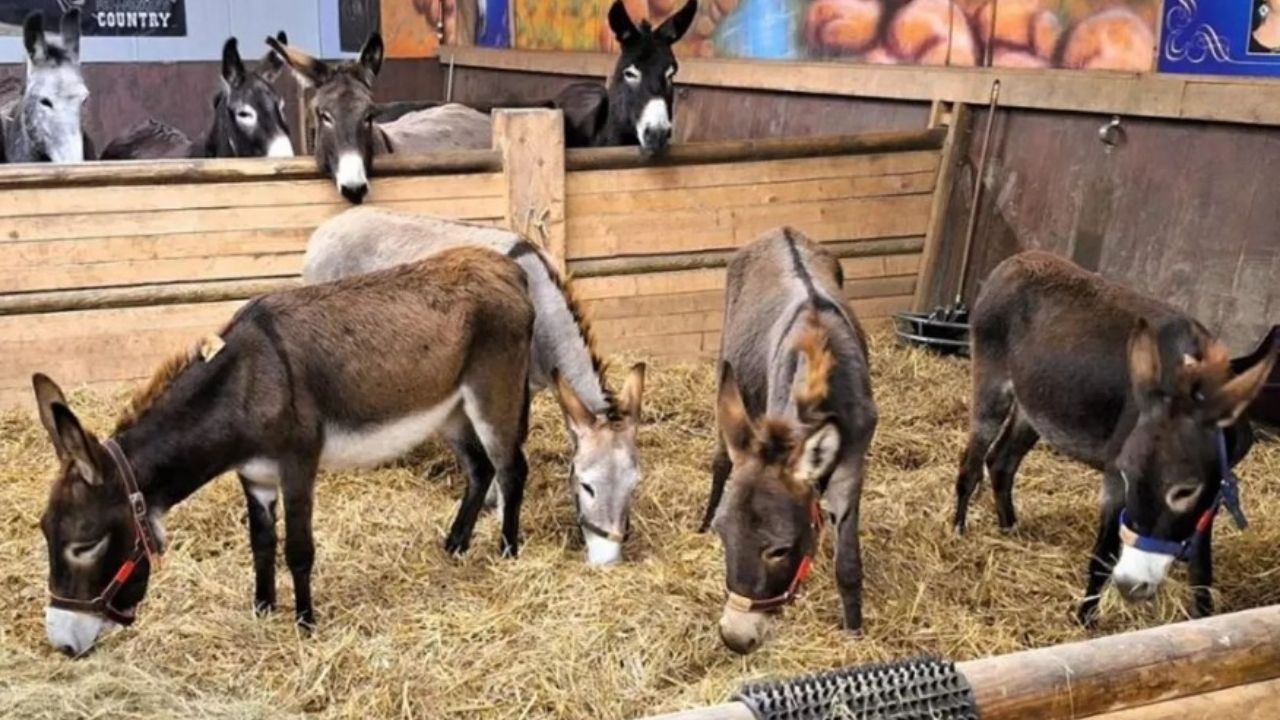 Almanya’nın ‘Sığınma’ Çelişkisi: Filistinli Bebek Reddedildi, Gazze’den Gelen 8 Eşeğe Kapılar Açıldı